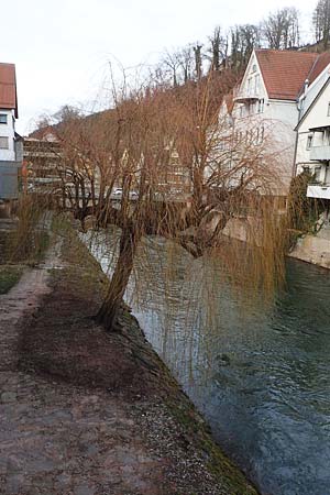 Salix alba x babylonica \ Trauer-Weide, D Schwarzwald, Calw 21.2.2020