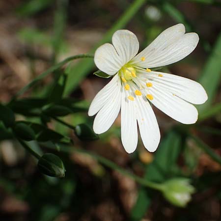 Stellaria holostea \ Groe Sternmiere / Greater Stitchwort, D Waghäusel-Wiesental 15.4.2020