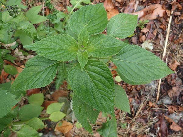 Salvia hispanica \ Mexikanische Chia / Chia Seeds, D Wickede 8.8.2021