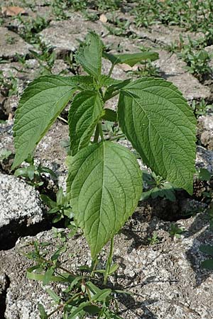 Salvia hispanica \ Mexikanische Chia, D Römerberg 30.8.2022