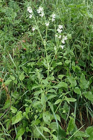 Silene dichotoma \ Gabel-Leimkraut / Forked Catchfly, D Freiburg-Tiengen 5.6.2018