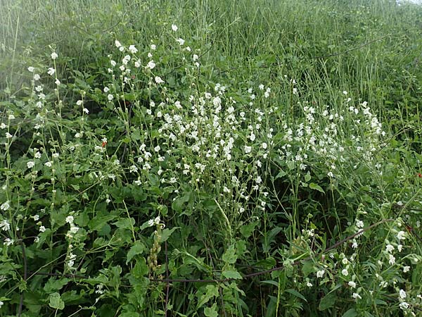 Silene dichotoma \ Gabel-Leimkraut / Forked Catchfly, D Freiburg-Tiengen 5.6.2018