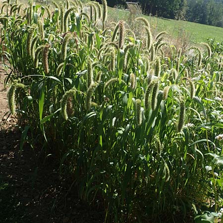 Setaria italica \ Kolbenhirse, Borstenhirse / Foxtail MilletBristle Grass, D Stuttgart-Hohenheim 19.7.2018