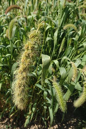 Setaria italica \ Kolbenhirse, Borstenhirse / Foxtail MilletBristle Grass, D Stuttgart-Hohenheim 19.7.2018