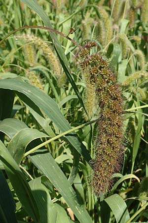 Setaria italica \ Kolbenhirse, Borstenhirse / Foxtail MilletBristle Grass, D Stuttgart-Hohenheim 19.7.2018