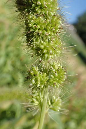 Setaria italica \ Kolbenhirse, Borstenhirse / Foxtail MilletBristle Grass, D Stuttgart-Hohenheim 19.7.2018