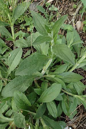 Silene latifolia subsp. alba \ Weie Lichtnelke / White Campion, D Mannheim 27.4.2019