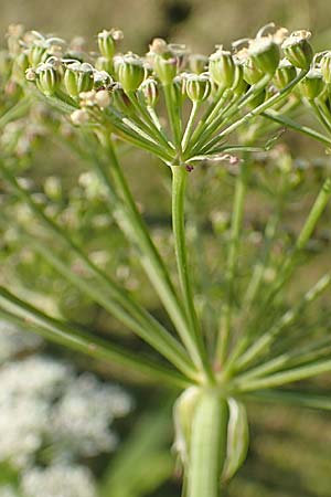 Sium latifolium \ Groer Merk, Breitblttriger Merk / Greater Water Parsnip, D Sachsen-Anhalt, Jerichow 22.9.2020