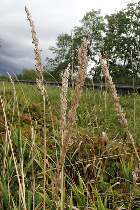 Sporobolus indicus, Smut Grass, Rat Tail Grass