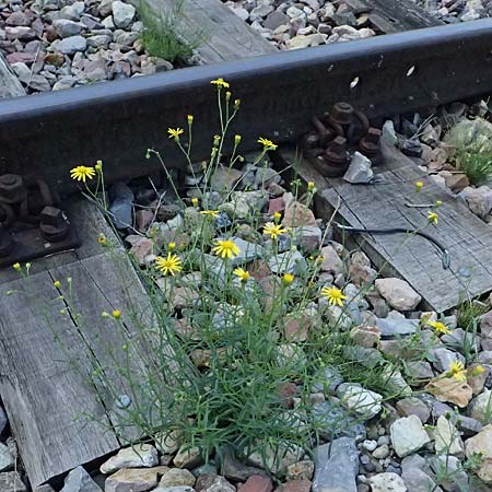 Senecio inaequidens, Schmalblättriges Greiskraut