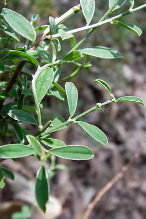 Cytisus scoparius \ Besen-Ginster, D Schwarzwald, Gaggenau 7.7.2012