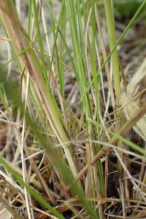 Stipa joannis \ Echtes Federgras, Grauscheidiges Federgras, D Werbach 20.5.2017