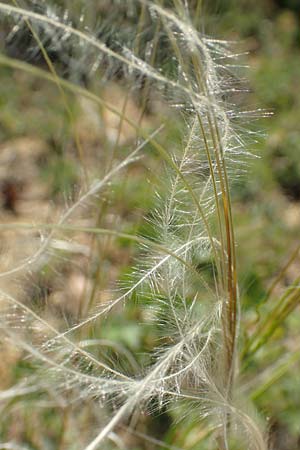 Stipa joannis \ Echtes Federgras, Grauscheidiges Federgras, D Schwetzingen 15.5.2020