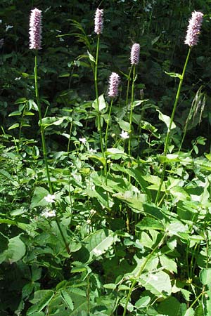 Bistorta officinalis \ Schlangen-Knterich, D Schwarzwald, Feldberg 24.6.2007