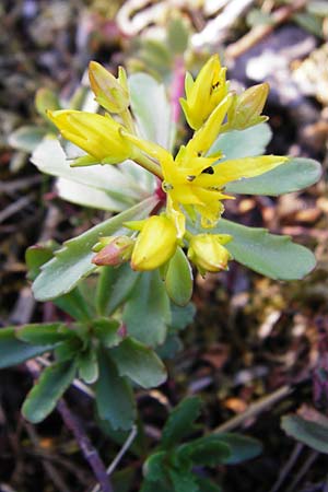 Sedum kamtschaticum \ Kamtschatka-Fetthenne, D Hemsbach 18.5.2015