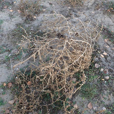 Salsola kali subsp. ruthenica \ Ukraine-Salzkraut / Russian Thistle, Glasswort, D Schwetzingen 12.11.2015