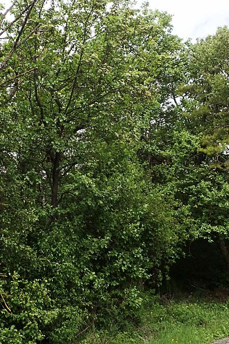 Sorbus koksensis / Koks Whitebeam, D Külsheim 20.5.2017