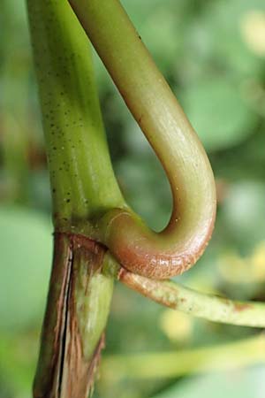 Fallopia sachalinensis / Giant Knodweed, D Heidelberg 13.10.2017