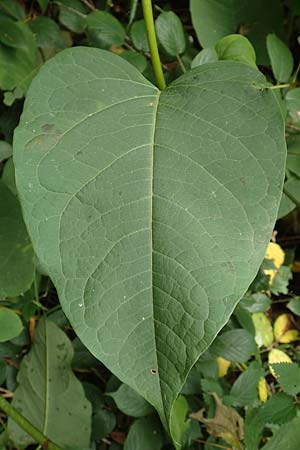 Fallopia sachalinensis / Giant Knodweed, D Heidelberg 13.10.2017