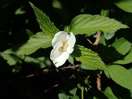 Rhodotypos scandens \ Schnee-Kerrie / Jetbead, D Frankfurt-Schwanheim 7.5.2018