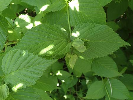 Rhodotypos scandens \ Schnee-Kerrie / Jetbead, D Frankfurt-Schwanheim 7.5.2018