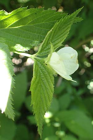 Rhodotypos scandens / Jetbead, D Frankfurt-Schwanheim 7.5.2018