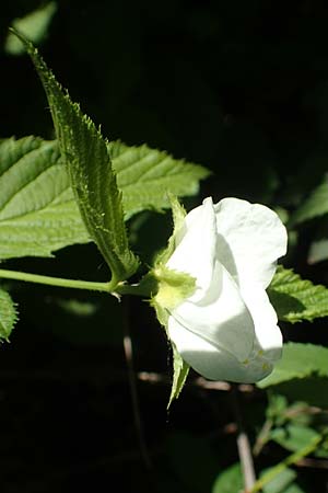 Rhodotypos scandens / Jetbead, D Frankfurt-Schwanheim 7.5.2018