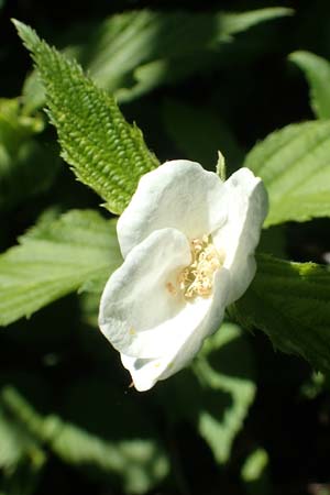 Rhodotypos scandens \ Schnee-Kerrie / Jetbead, D Frankfurt-Schwanheim 7.5.2018