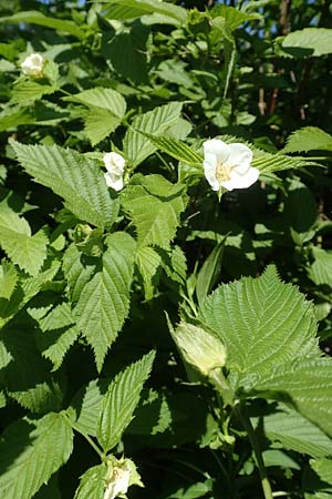 Rhodotypos scandens \ Schnee-Kerrie, D Frankfurt-Schwanheim 7.5.2018