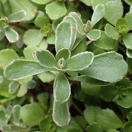 Sedum kamtschaticum / Kamchatka Stonecrop, D Aachen-Haaren 13.6.2018