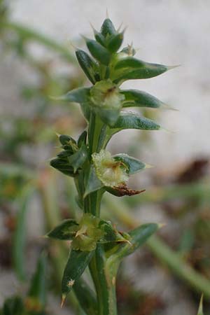 Salsola kali subsp. kali / Prickly Glasswort, D Hohwacht 13.9.2021