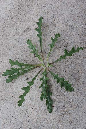 Senecio viscosus \ Klebriges Greiskraut, D Wendtorf 18.9.2021