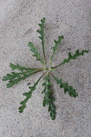 Senecio viscosus \ Klebriges Greiskraut / Sticky Groundsel, D Wendtorf 18.9.2021