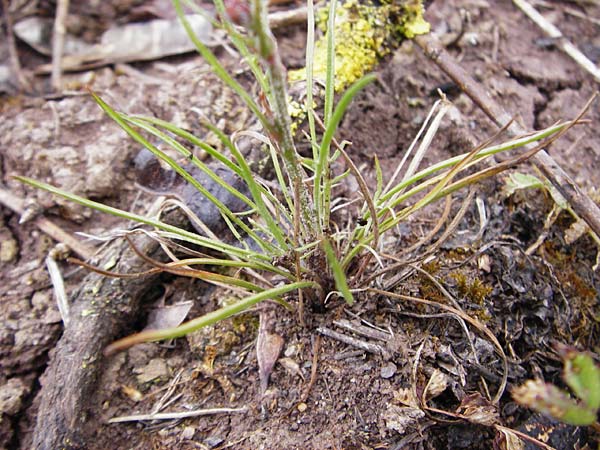 Scorzonera laciniata \ Schlitzblttrige Schwarzwurzel / Cutleaf Viper's Grass, D Gerolzhofen-Sulzheim 1.6.2015