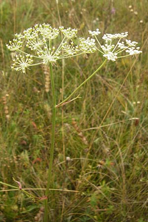 Peucedanum oreoselinum / Mountain Parsley, D Eching 25.7.2015