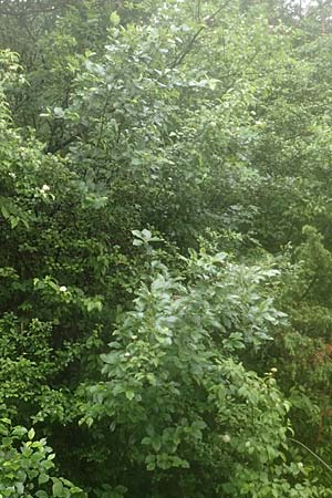 Sorbus laemmerbergensis \ Lämmerberg-Mehlbeere / Laemmerberg Whitebeam, D Hardheim-Schweinberg 11.6.2016