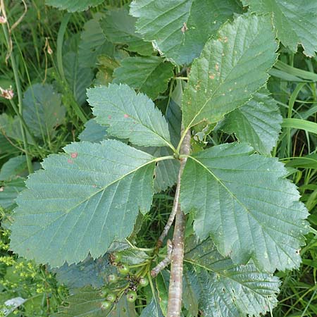 Sorbus lonetalensis \ Lonetal-Mehlbeere / Lonetal Whitebeam, D Lonetal bei/near Bissingen 28.6.2016