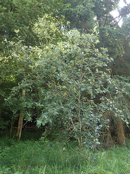 Sorbus lonetalensis \ Lonetal-Mehlbeere / Lonetal Whitebeam, D Lonetal bei/near Bissingen 28.6.2016
