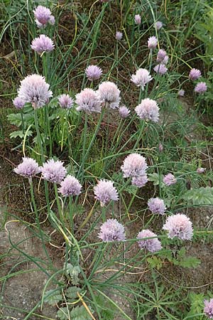 Allium schoenoprasum \ Schnitt-Lauch / Chives, D Köln-Zündorf 23.5.2018