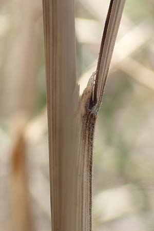 Stipa eriocaulis subsp. lutetiana / French Feather-Grass, D Istein 19.6.2008