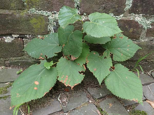 Tilia platyphyllos \ Sommer-Linde, D Bochum 9.9.2020