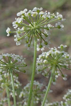 Seseli libanotis / Moon Carrot, D Mannheim 10.7.2021