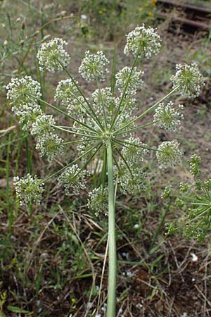 Seseli libanotis / Moon Carrot, D Mannheim 10.7.2021