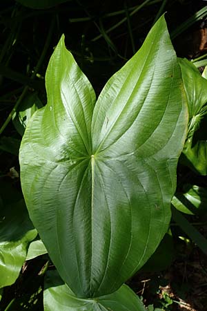 Sagittaria latifolia \ Breitblttriges Pfeilkraut, Vernderliches Pfeilkraut / Broadleaf Arrowhead, D Elmpt 6.9.2021
