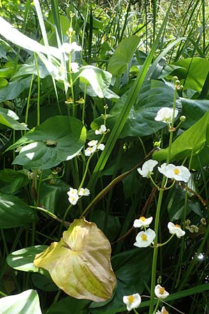 Sagittaria latifolia \ Breitblttriges Pfeilkraut, Vernderliches Pfeilkraut, D Elmpt 6.9.2021