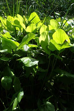 Sagittaria latifolia \ Breitblttriges Pfeilkraut, Vernderliches Pfeilkraut / Broadleaf Arrowhead, D Elmpt 6.9.2021