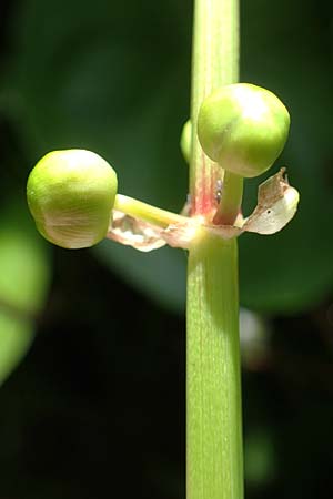 Sagittaria latifolia \ Breitblttriges Pfeilkraut, Vernderliches Pfeilkraut / Broadleaf Arrowhead, D Elmpt 6.9.2021