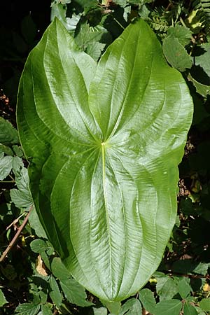 Sagittaria latifolia \ Breitblttriges Pfeilkraut, Vernderliches Pfeilkraut, D Elmpt 6.9.2021