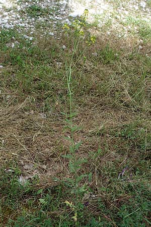 Sisymbrium loeselii \ Loesels Rauke / False London Rocket, D Thüringen, Bad Frankenhausen 8.6.2022