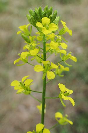 Sisymbrium loeselii \ Loesels Rauke / False London Rocket, D Thüringen, Bad Frankenhausen 8.6.2022